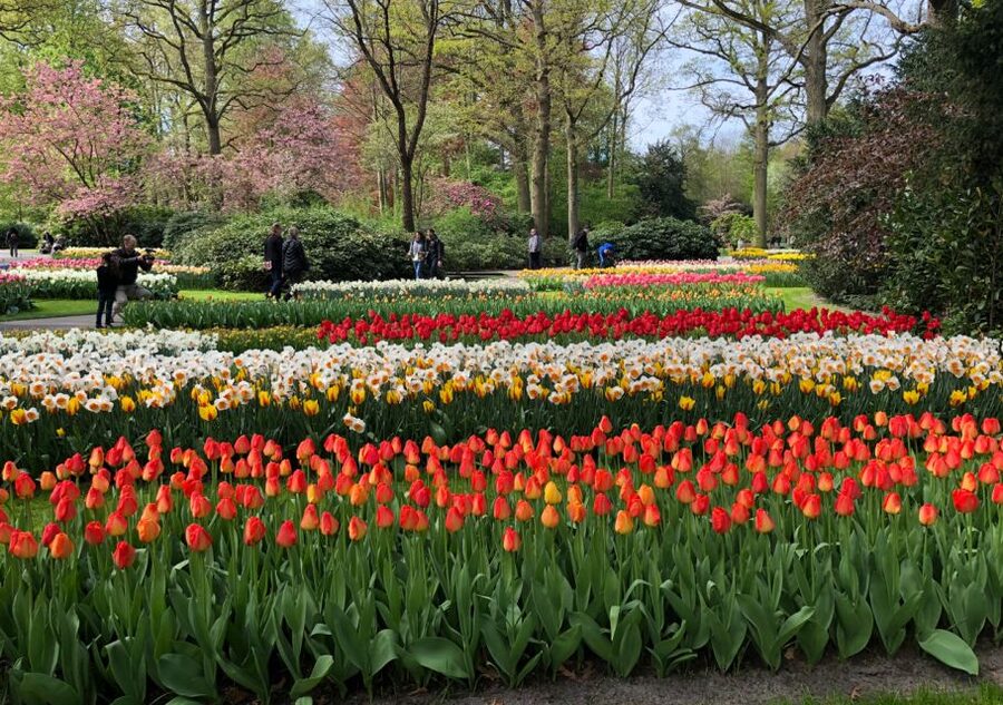 Amsterdam: Keukenhof Tulip Garden and Giethoorn Experience - The drive north to Giethoorn