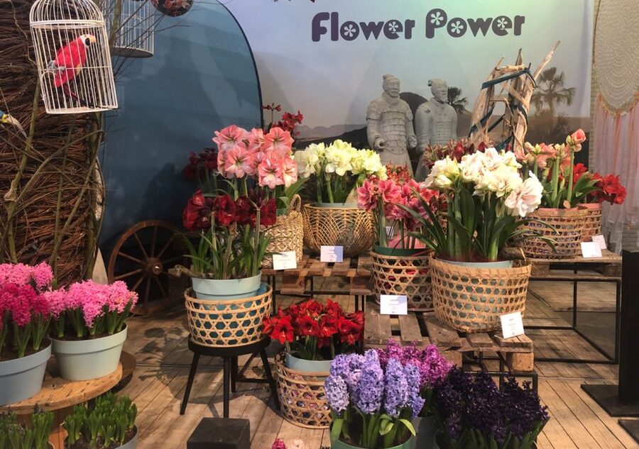 Amsterdam: Keukenhof Tulip Garden and Giethoorn Experience - Guide quality and group atmosphere