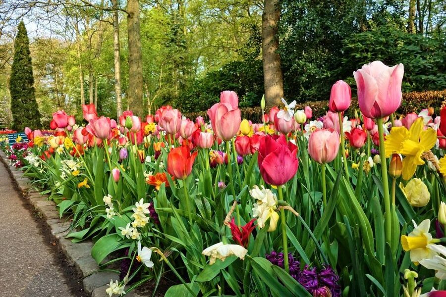 Amsterdam: Keukenhof & Zaanse Schans Windmills Private Tour - Why this day works for first-time visitors