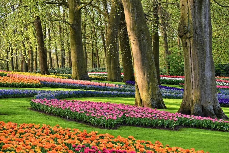 Amsterdam: Keukenhof & Zaanse Schans Windmills Private Tour - Tulip Experience Amsterdam: learning before looking