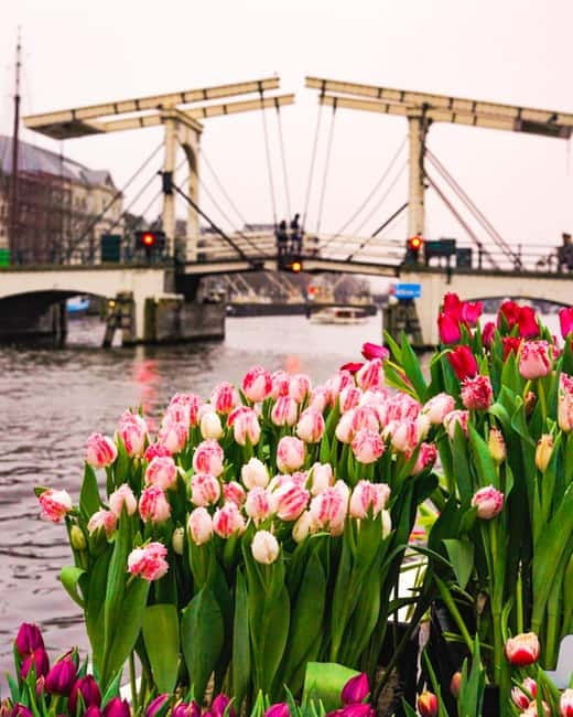 Amsterdam: Premium Tulip Boat Canal Tour - The weather question: open views or a covered boat