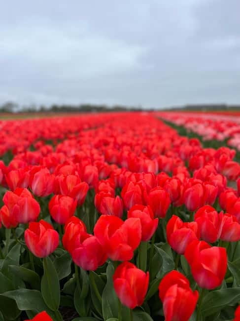 Amsterdam: Private Keukenhof and Free Tulip Tour - Key points at a glance