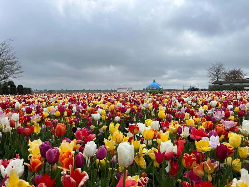 Amsterdam: Private Keukenhof and Free Tulip Tour - The Lisse tulip fields add what Keukenhof cannot
