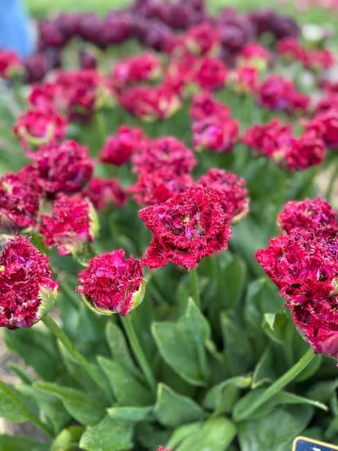 Amsterdam: Private Keukenhof and Free Tulip Tour - Lunch, the beach, and optional changes