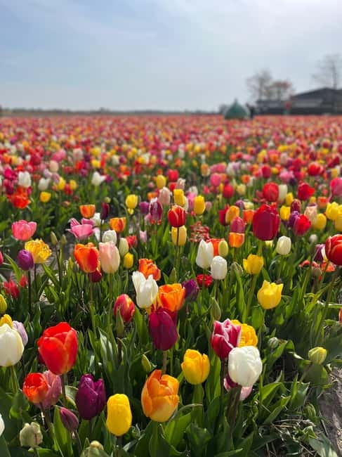 Amsterdam: Private Keukenhof and Free Tulip Tour - Timing, duration, and the fine print