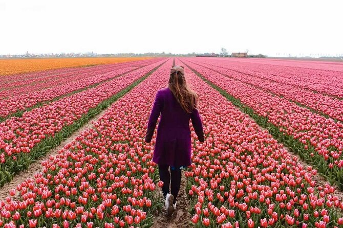 Amsterdam Private Tour to Keukenhof, Tulip Fields and Windmills - The day in a nutshell