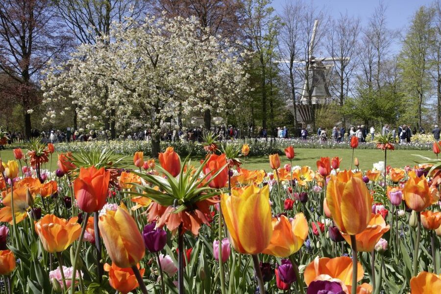 Amsterdam: Tour to Keukenhof Gardens with Windmill Cruise - Entering Keukenhof’s spring gardens