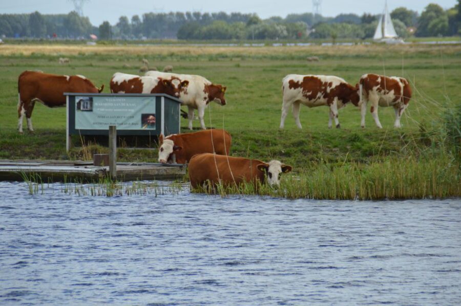 Amsterdam: Tour to Keukenhof Gardens with Windmill Cruise - Making the most of your free time