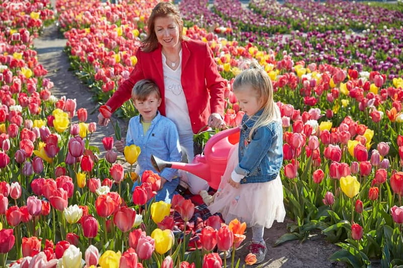 Amsterdam : Tulip Wonderland Tour - Why the Tulip Barn is different from a roadside tulip stop