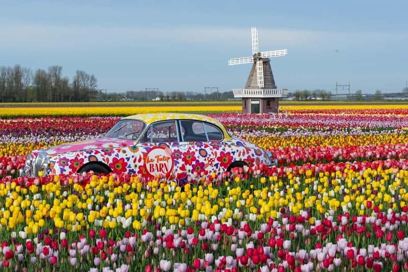 Amsterdam : Tulip Wonderland Tour - What the guide adds to a short flower visit