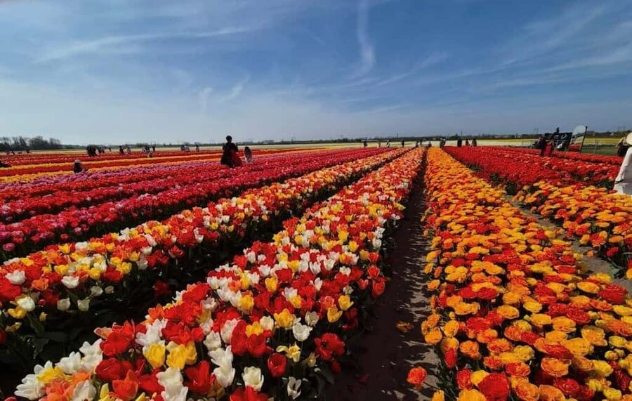Amsterdam : Tulip Wonderland Tour - The 30-minute ride through South Holland