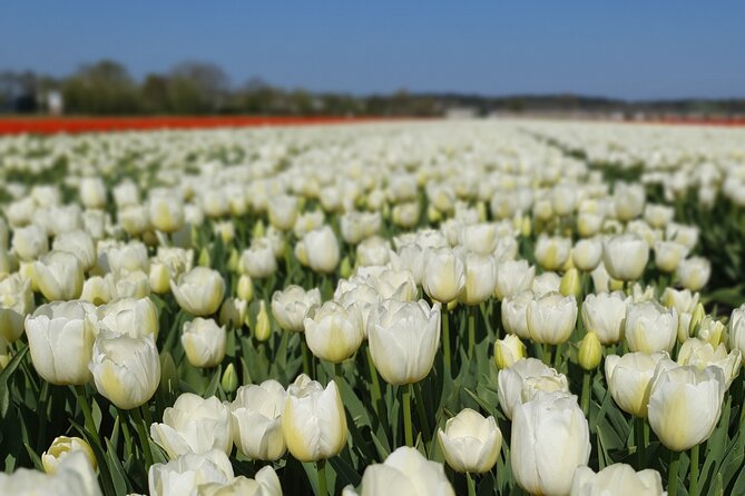 Amsterdam TulipFields of Holland Tour - The small van makes the countryside easier