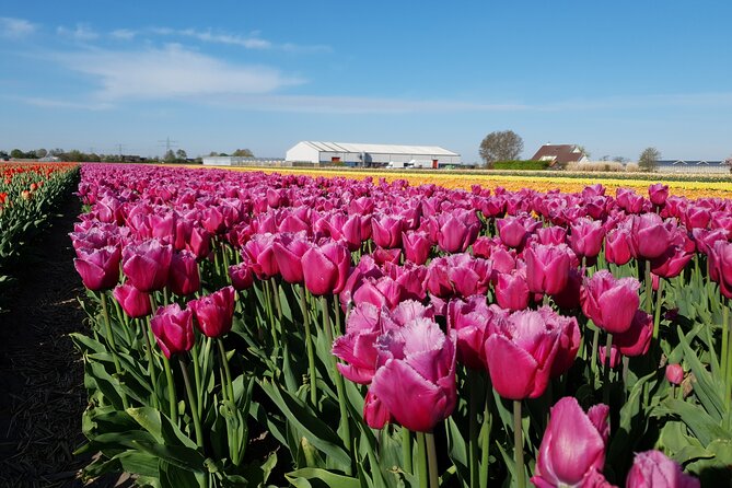 Amsterdam TulipFields of Holland Tour - Two hours among the flower fields