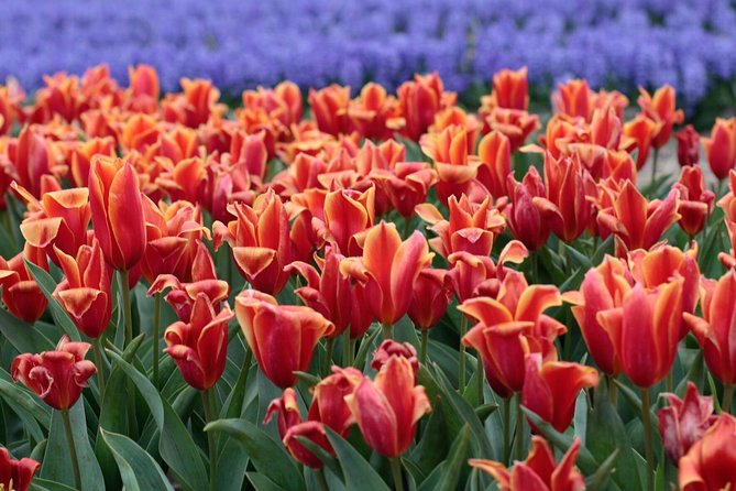 Amsterdam TulipFields of Holland Tour - What is included for the $216.26 price