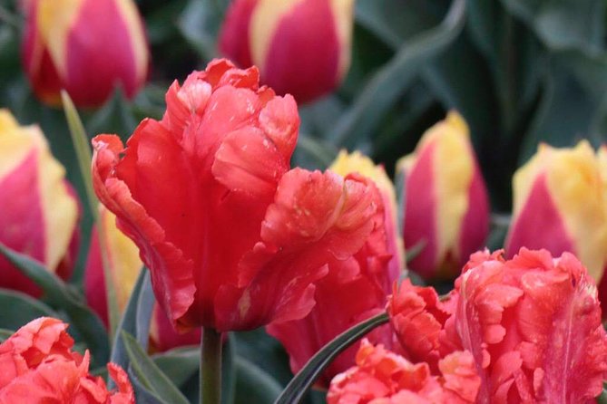 Amsterdam TulipFields of Holland Tour - Leander’s role shapes the day