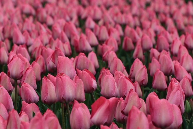 Amsterdam TulipFields of Holland Tour - Who will enjoy this experience most
