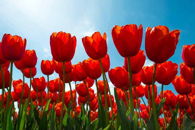 Amsterdam TulipFields of Holland Tour - My practical verdict on the half-day route