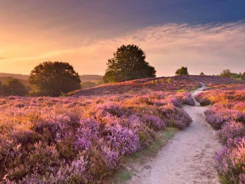 Arnhem: 8-hour culinary car tour of Veluwe - A food tour with your hands on the wheel