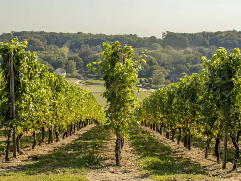 Arnhem: 8-hour culinary car tour of Veluwe - Tasting wine at a local vineyard