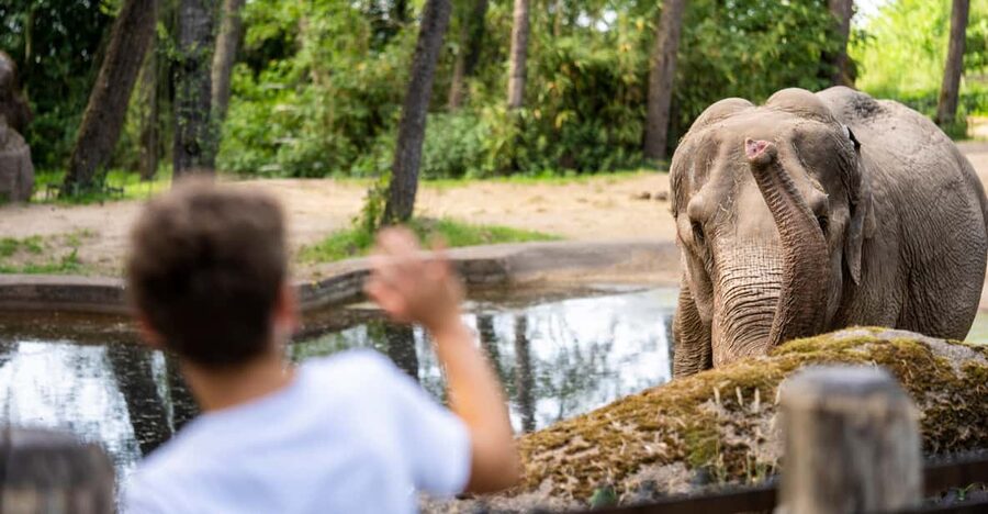 Arnhem: Burgers' Zoo Entry Ticket - The Bush: humid air and dense jungle growth