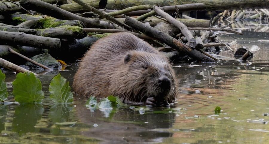 Biesbosch: Boat Cruise through National Park - The two-hour route through Biesbosch