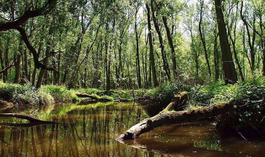 Biesbosch: Boat Cruise through National Park - Wildlife and views from the open deck