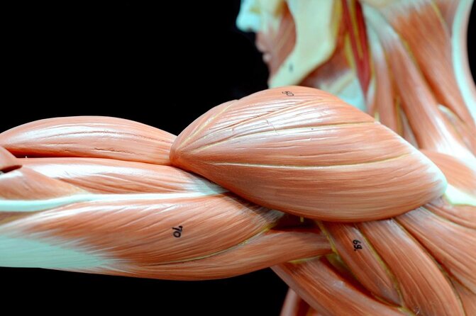 Body Worlds Amsterdam Admission Ticket - Key points to know before you book