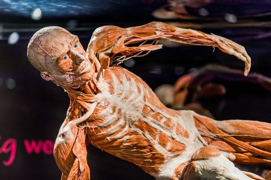 Body Worlds Amsterdam: The Happiness Project Ticket - The InBody scan and interactive displays