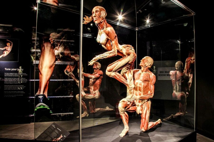 Body Worlds Amsterdam: The Happiness Project Ticket - How long the visit takes
