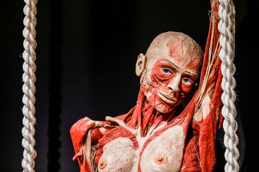 Body Worlds Amsterdam: The Happiness Project Ticket - Practical details at Damrak 66
