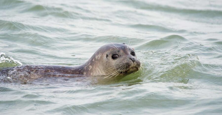 Cadzand: Seal Discovery Boat Tour with Glass of Champagne - Setting out from Cadzand Harbor