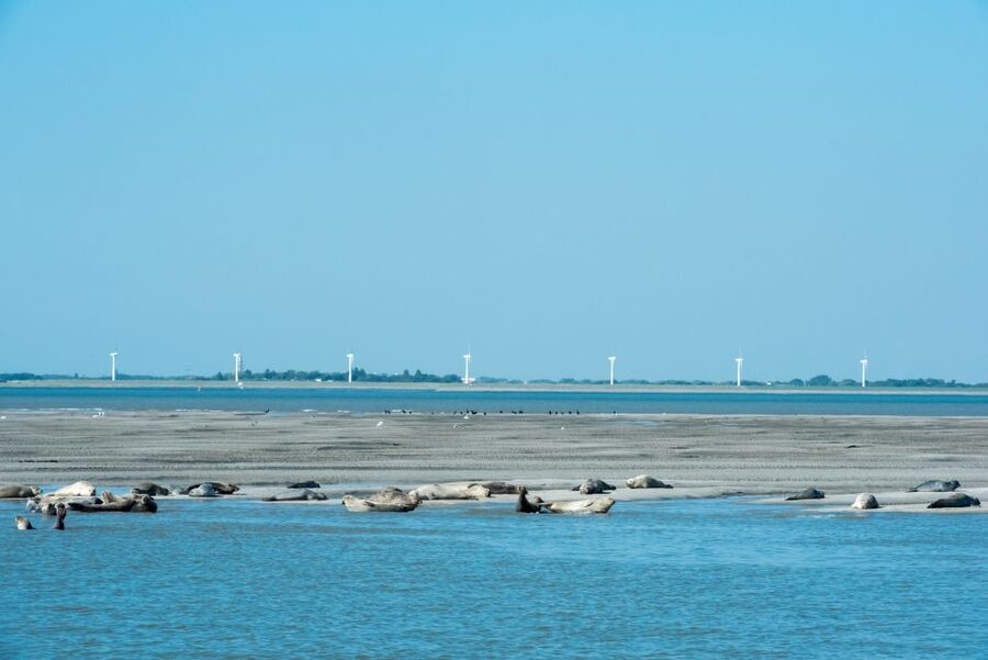 Cadzand: Seal Discovery Boat Tour with Glass of Champagne - Is it suitable for children?