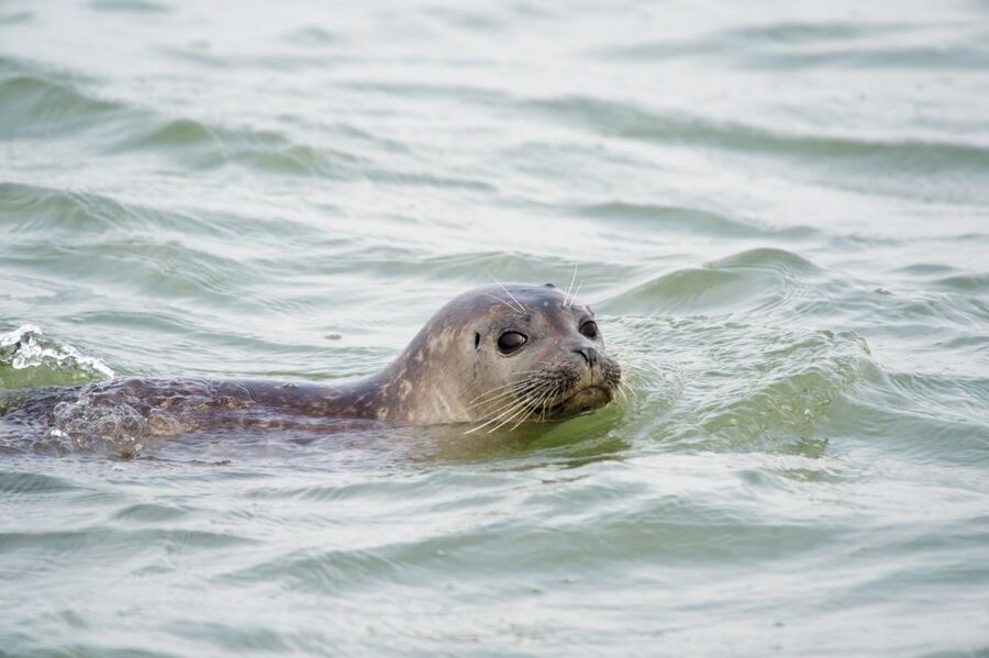 Cadzand: Seal Discovery Boat Tour with Glass of Champagne - Languages and accessibility
