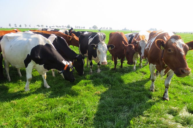 Countryside of Amsterdam Private tour - Why this private countryside day works