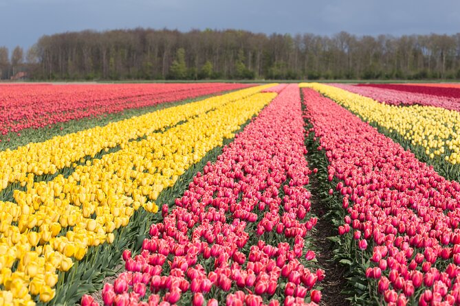 Day Trip to Famous Tulip Route in Noordoostpolder From Amsterdam - Key points at a glance