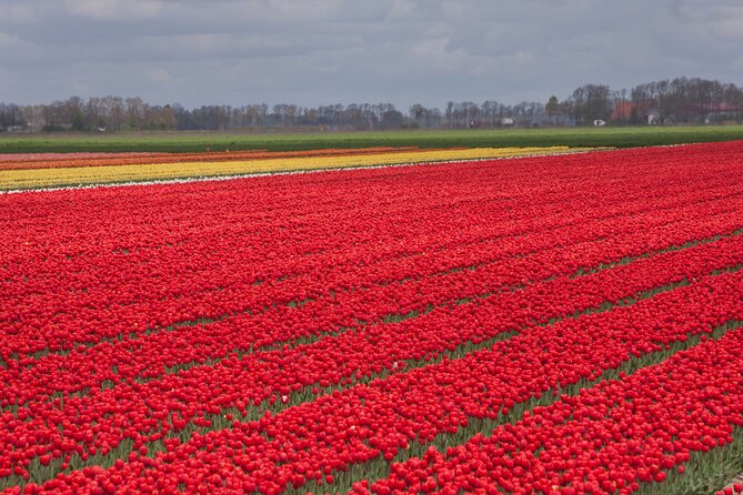 Day Trip to Famous Tulip Route in Noordoostpolder From Amsterdam - Why Noordoostpolder is different from Keukenhof