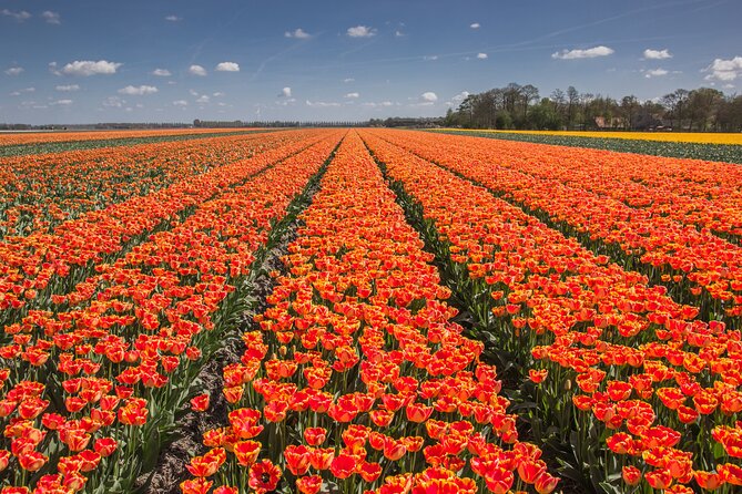 Day Trip to Famous Tulip Route in Noordoostpolder From Amsterdam - Leaving Amsterdam at 9:00 in a small vehicle