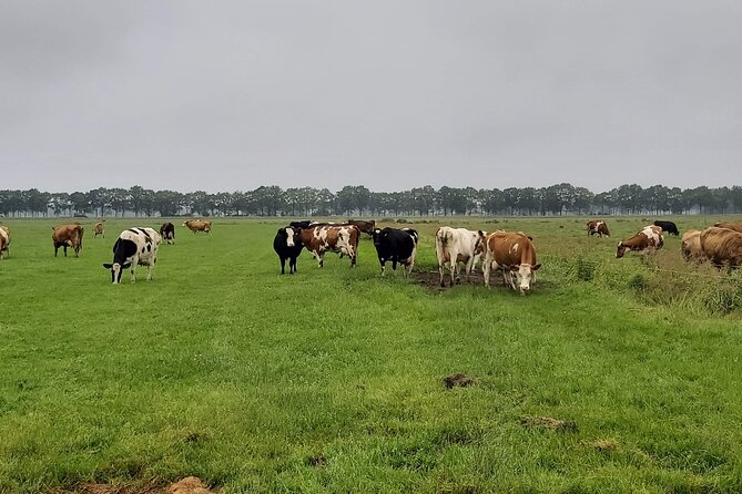 Dutch Windmills & Polder Walking Tour - Why this walk is different from a city tour
