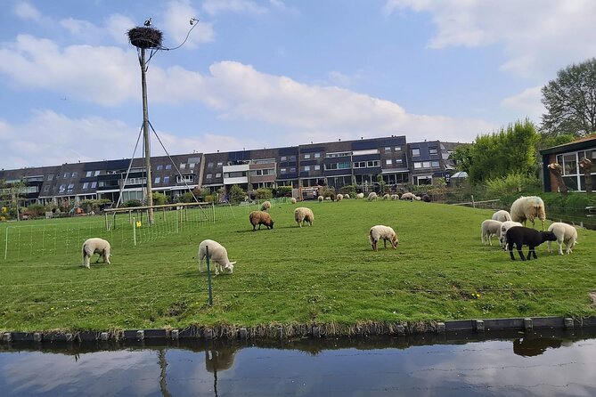 Dutch Windmills & Polder Walking Tour - What the $45.76 price gets you