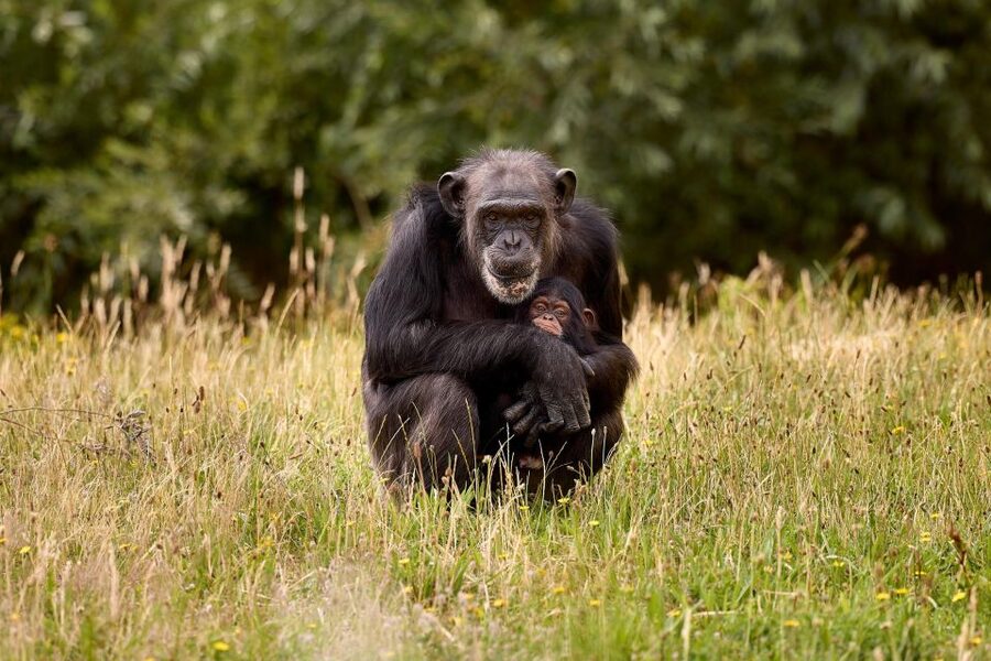 Eindhoven Zoo Entry Ticket - Playgrounds that rescue the family schedule
