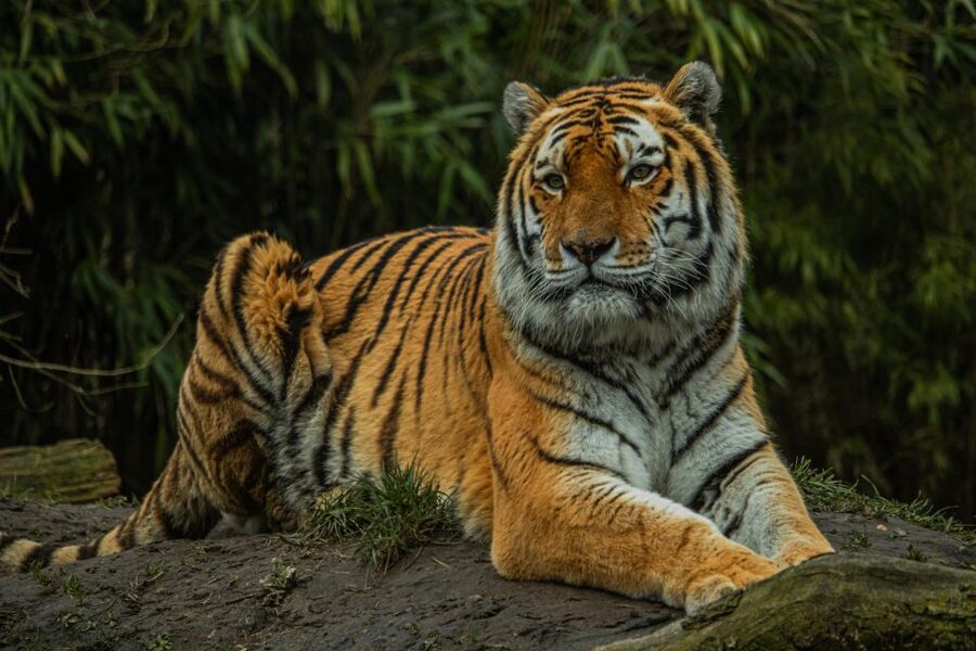 Eindhoven Zoo Entry Ticket - Who gets the best value from $28