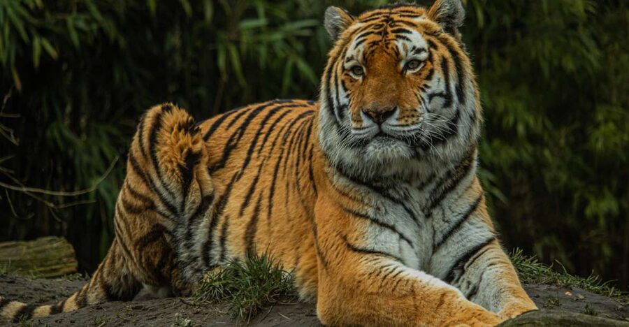 Eindhoven Zoo Entry Ticket - Big cats first: tigers, lions, and cheetahs