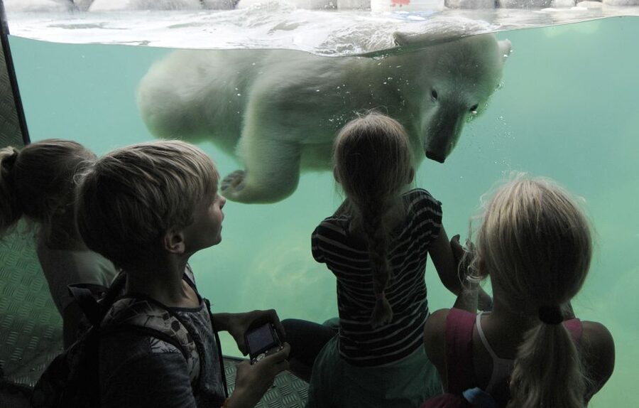 Emmen: Wildlands Adventure Zoo and Rimbula River Boat Ride - Key points at a glance