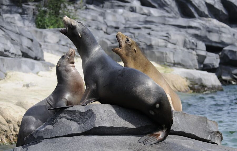 Emmen: Wildlands Adventure Zoo and Rimbula River Boat Ride - Jungle Trail and Animazia keep children moving