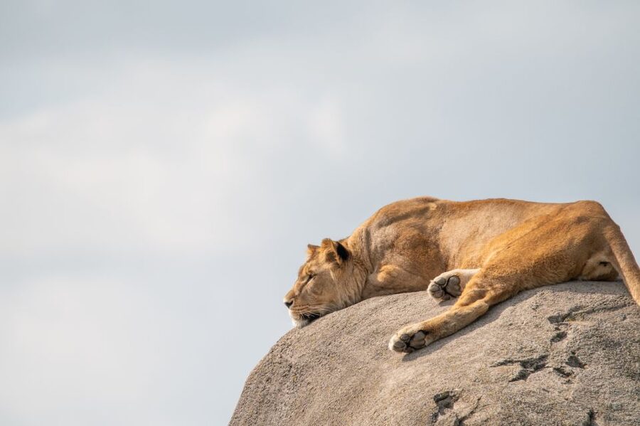 Emmen: Wildlands Adventure Zoo and Rimbula River Boat Ride - Nortica moves from savanna heat to polar water