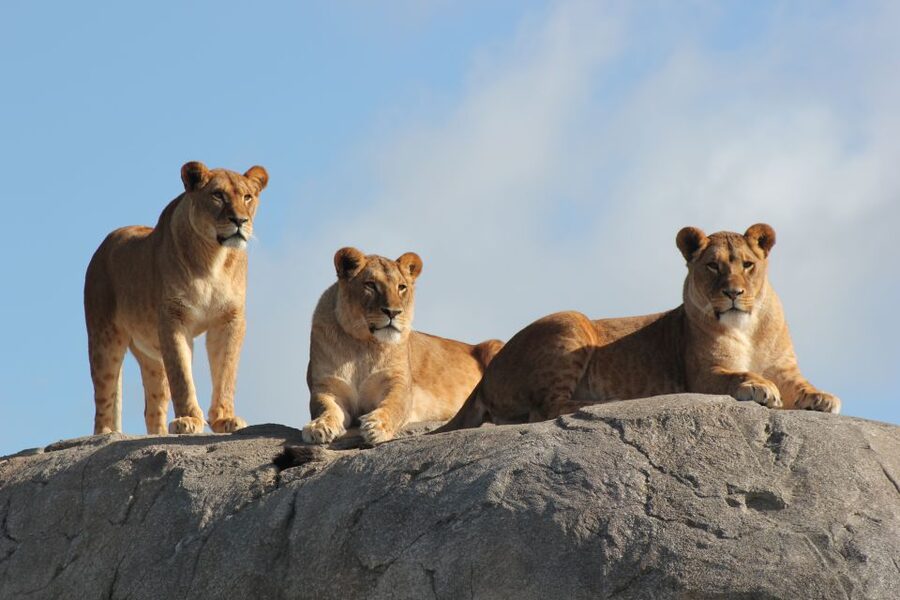 Emmen: Wildlands Adventure Zoo and Rimbula River Boat Ride - Animal presentations add useful context