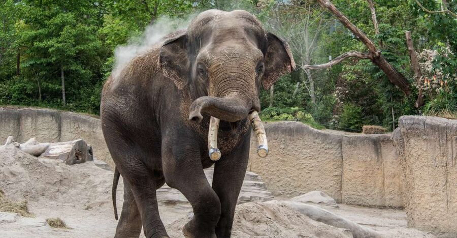 Emmen: Wildlands Adventure Zoo and Rimbula River Boat Ride - Food, breaks, and the cost of a full day