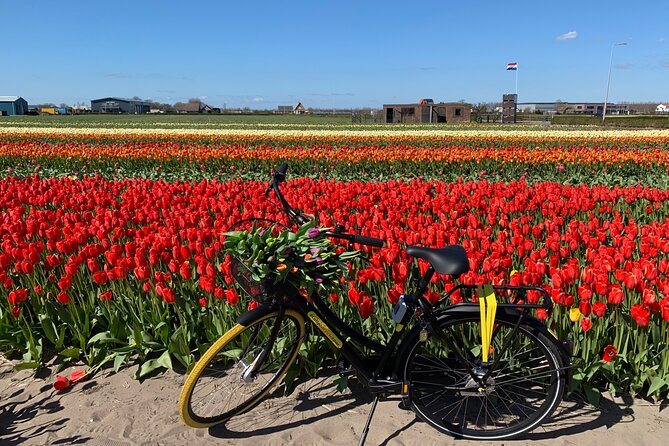 Enjoy the tulip fields by bicycle with a local guide! Tulip bike tour! - Why a bicycle is the right way to see Lisse