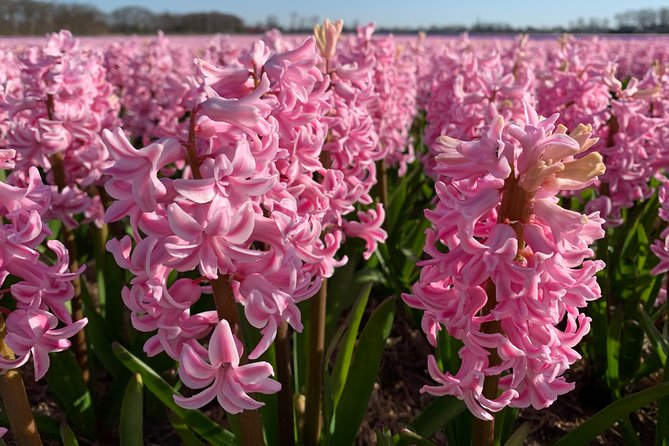 Enjoy the tulip fields by bicycle with a local guide! Tulip bike tour! - Lisse Tourist Information and the Black Tulip Museum area