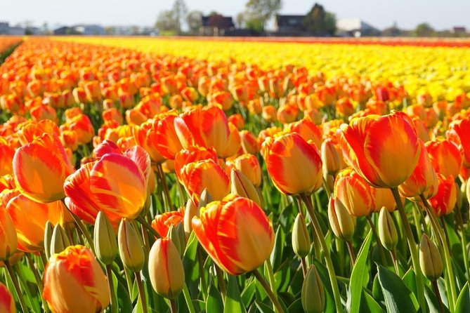 Enjoy the tulip fields by bicycle with a local guide! Tulip bike tour! - De Tulperij: coffee in a working flower setting